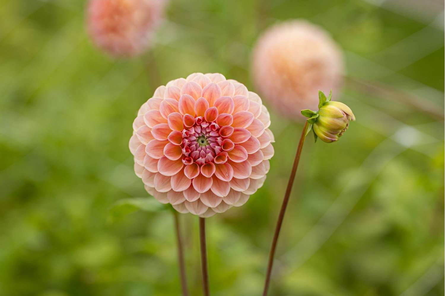 Dahlia 'Linda's Baby'